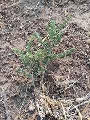 Sophora nuttalliana