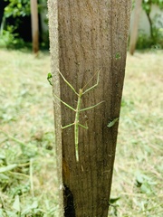 Phasmida