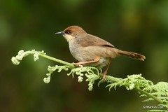 Cisticola chubbi