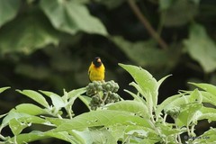 Linurgus olivaceus