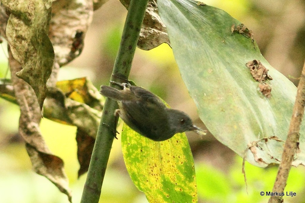 White-tailed Warbler photo