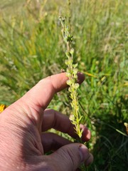 Veronica gentianoides
