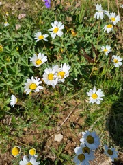 Tripleurospermum caucasicum