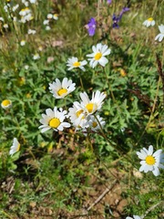 Tripleurospermum caucasicum
