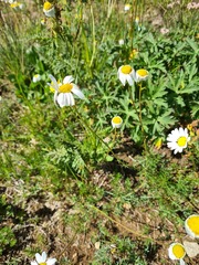 Tripleurospermum caucasicum