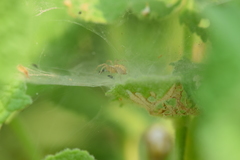 Araneae