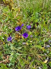Gentiana dshimilensis