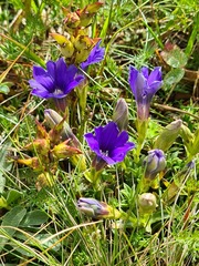 Gentiana dshimilensis