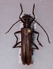 Centrodera decolorata
