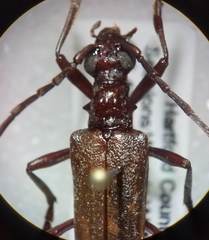 Centrodera decolorata