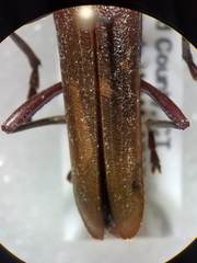 Centrodera decolorata