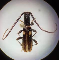 Heterachthes quadrimaculatus