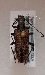 Anthophylax attenuatus