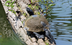 Pseudemys rubriventris