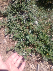 Ceanothus prostratus