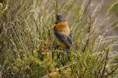 Phrygilus atriceps