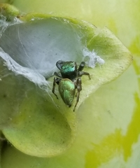 Messua limbata