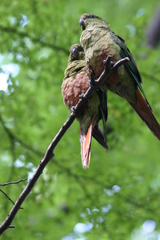 Enicognathus ferrugineus