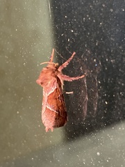 Triodia sylvina
