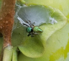 Messua limbata