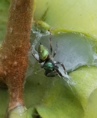 Messua limbata