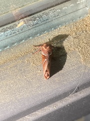 Triodia sylvina