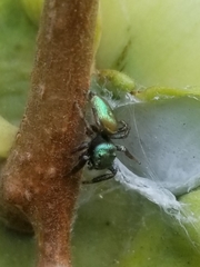 Messua limbata