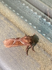 Triodia sylvina
