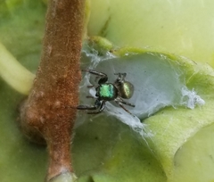 Messua limbata
