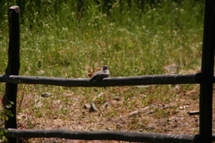 Metriopelia melanoptera