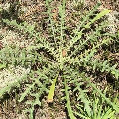 Oenothera heterophylla