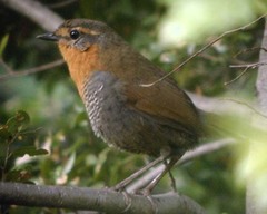 Scelorchilus rubecula