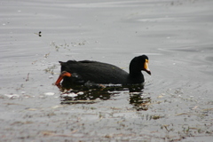 Fulica gigantea