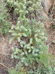 Cryptantha minima