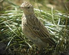 Anthus hellmayri