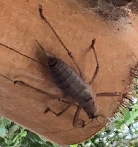 Nesoecia nigrispina