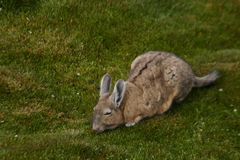 Southern Viscacha photo 4