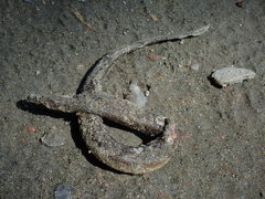 Anguilla rostrata