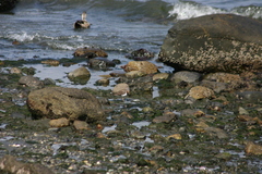 Charadrius modestus