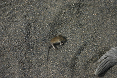 Eligmodontia typus
