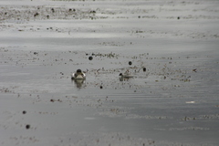 Podiceps occipitalis juninensis