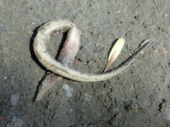 Anguilla rostrata