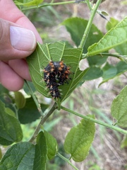 Polygonia interrogationis
