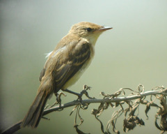 Pseudocolopteryx citreola