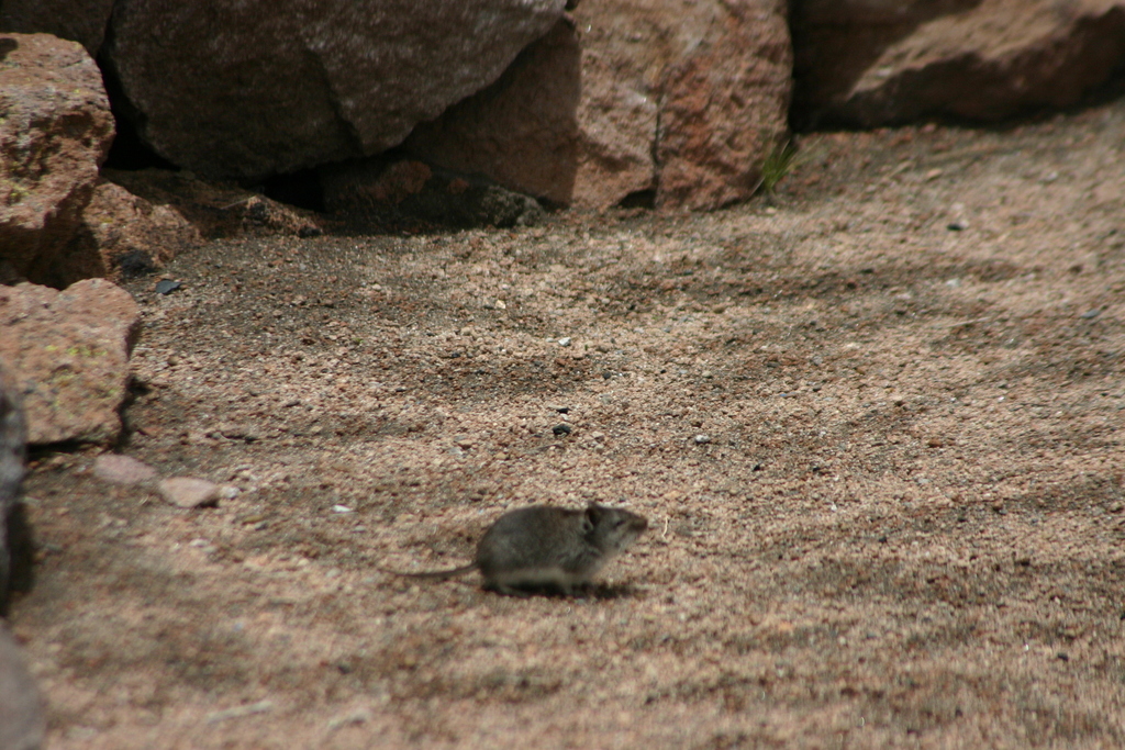 White-Bellied Akodont