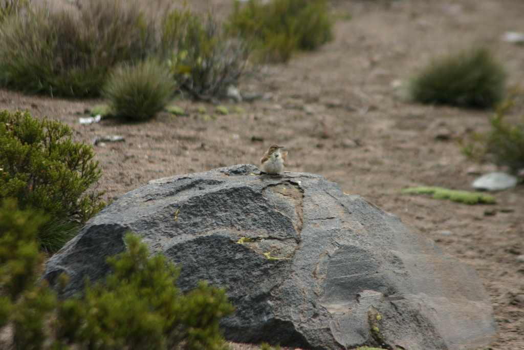 White-Fronted Ground Tyrant