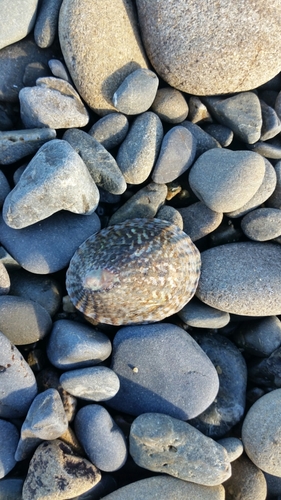 Cellana denticulata