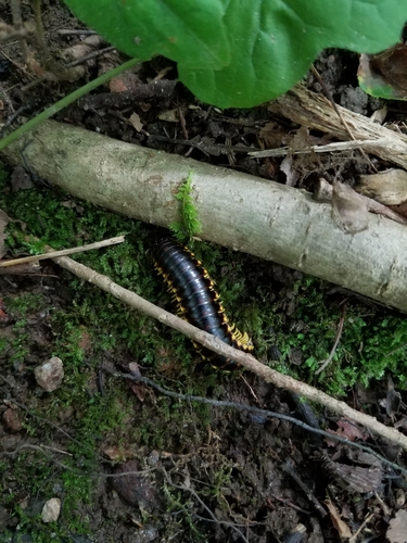Yellow-and-black Flat Millipede photo 5