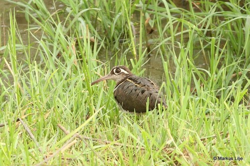 Greater Painted-Snipe