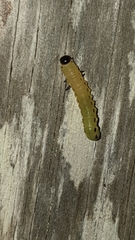 Diprion pini